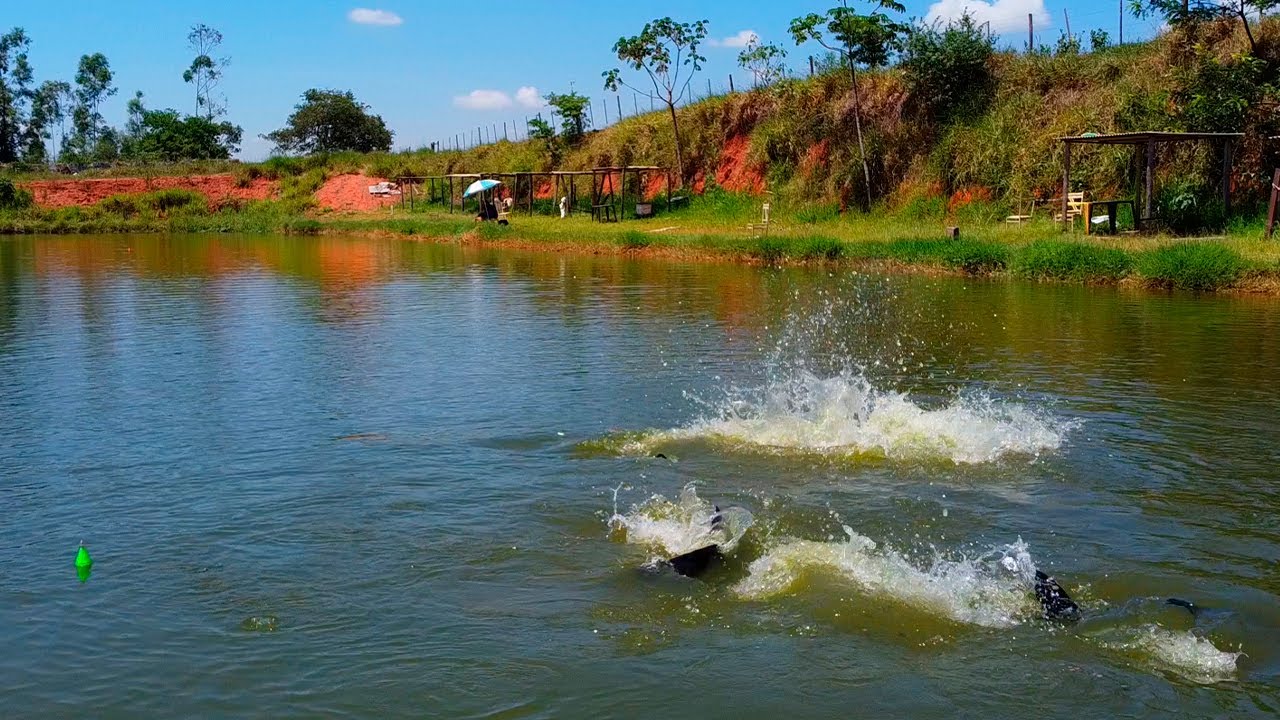 GOSTA DE PESCARIA NA SUPERFÍCIE? ACHEI O LUGAR PERFEITO