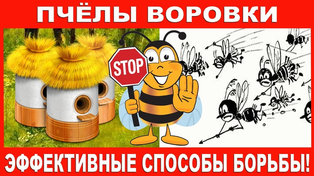Пчёлы воровки - эффективные способы борьбы!