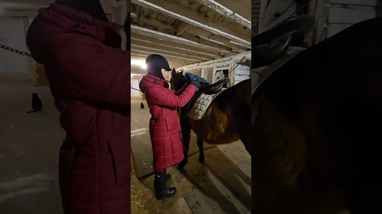 Grooming, Tacking & Riding English_Rhiannon Diederichs