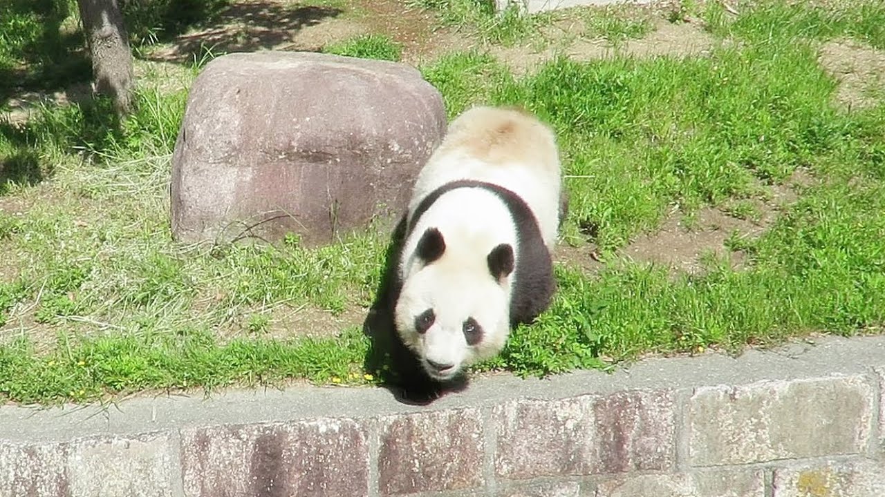 動物園の飼育員さんがタンタンを呼んだら、やってきた♥ 激可愛♥ #王子動物園 #pandafunnyvideo