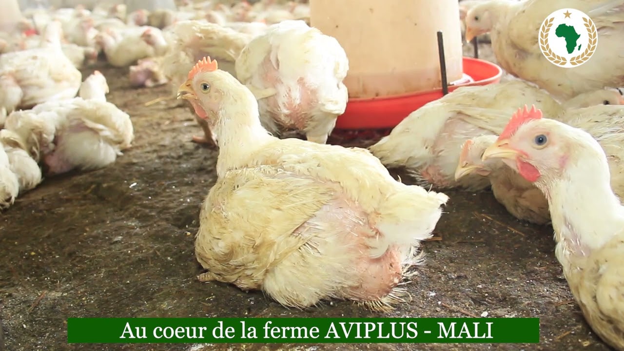 Le roi de l’aviculture à Bamako Mali 🇲🇱