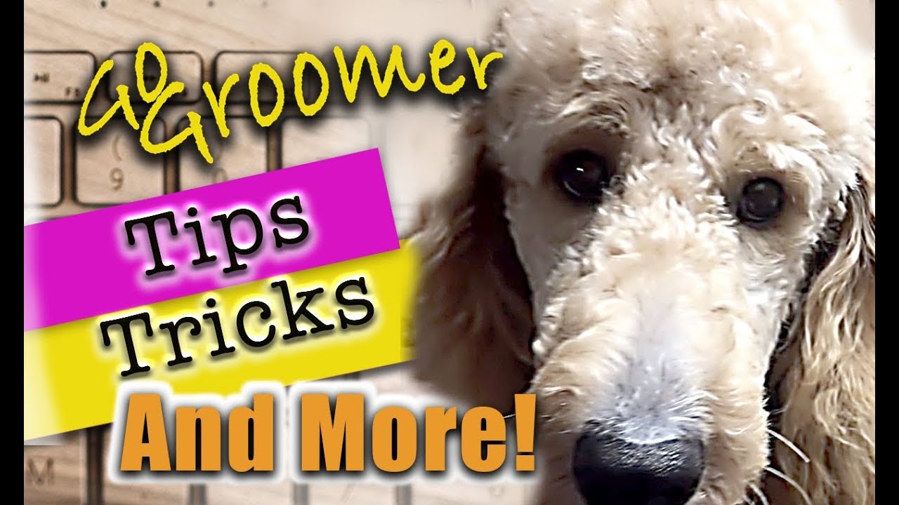 GoldenDoodle Grooming-Tips and Products