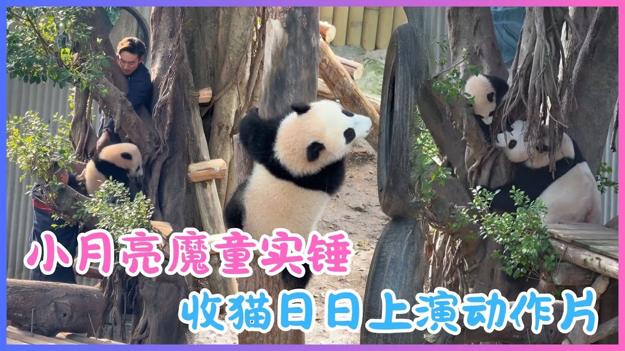 26.01.26💖小月亮魔童实锤～收猫日日上演动作片！良月追到甩辘都係食白果，最後要兩位奶爸左右夾擊，夾手夾腳先成功押解魔童歸巢🏗️🐼💖