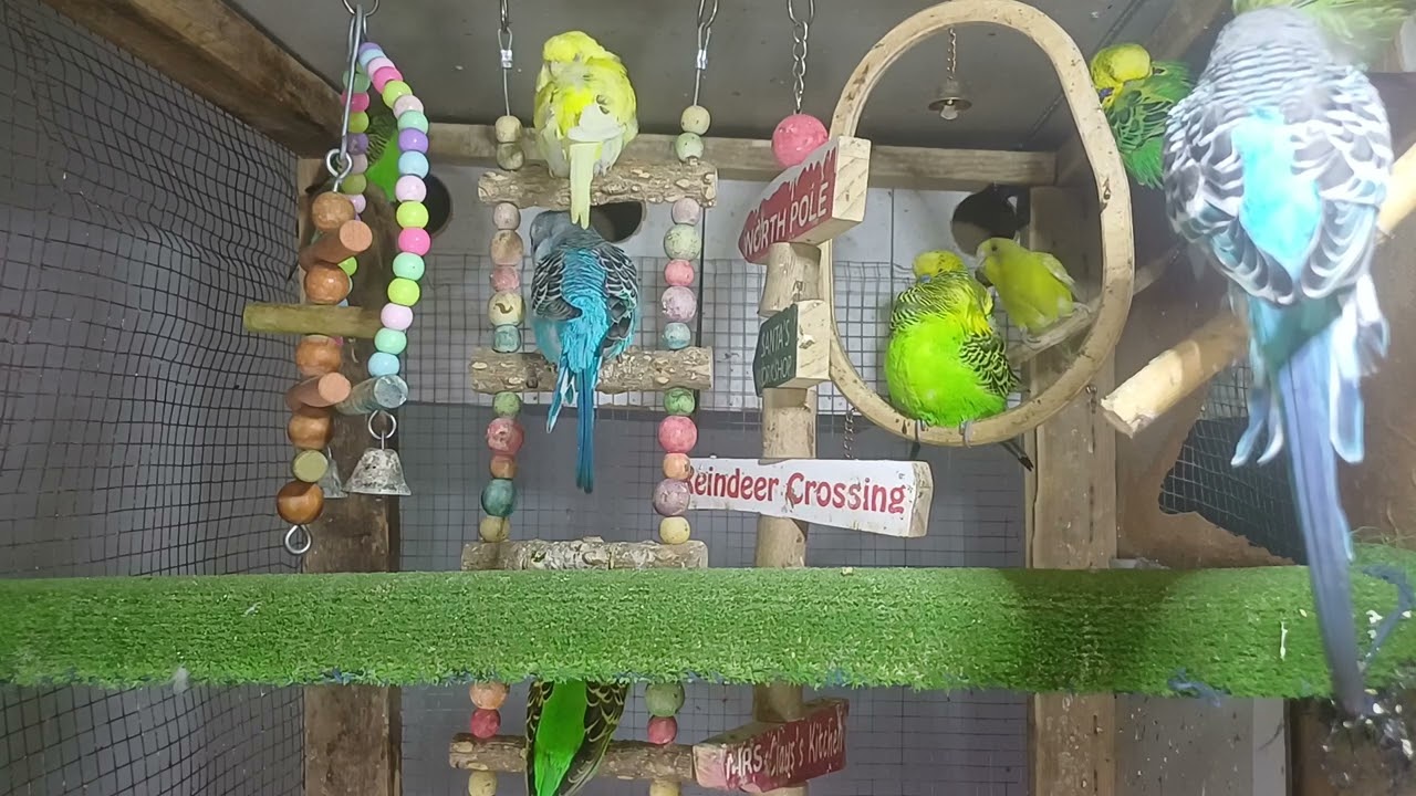 How Smart Are Parrots? Let’s Test Them!