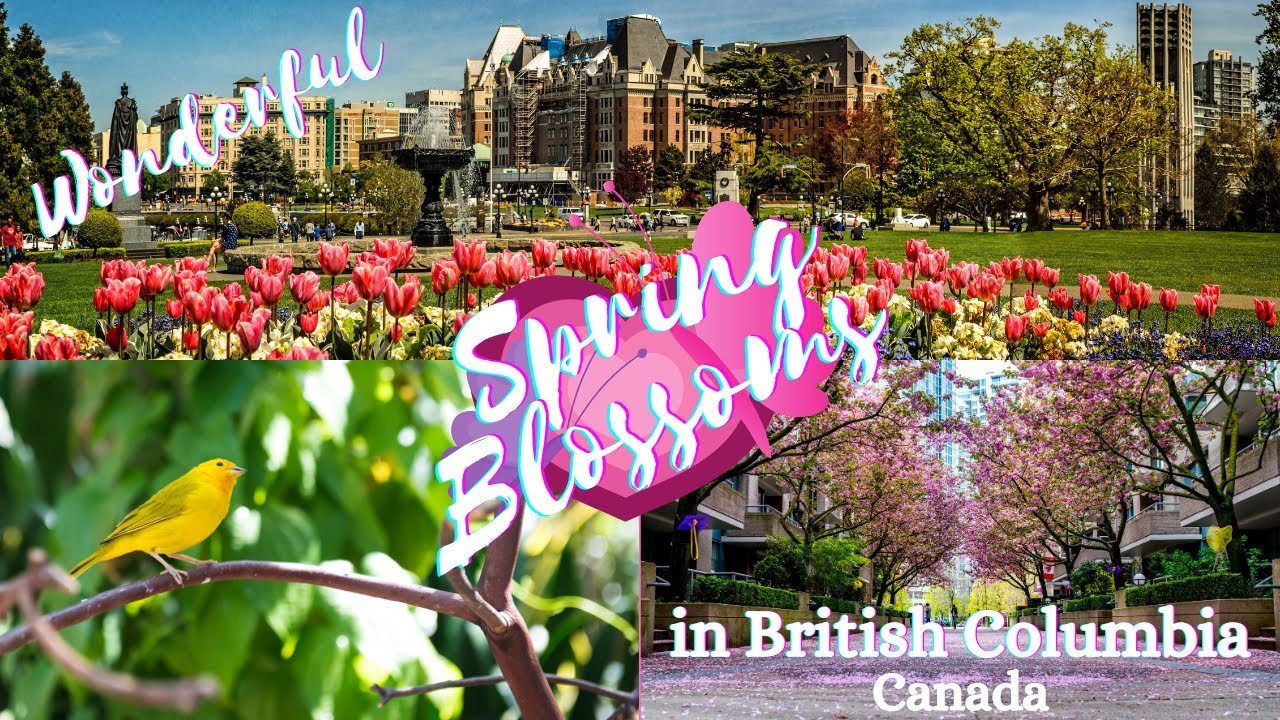 Wonderful SPRING BLOSSOMS in British Columbia, Canada - Tuyệt Vời HOA MÙA XUÂN BC, Canada