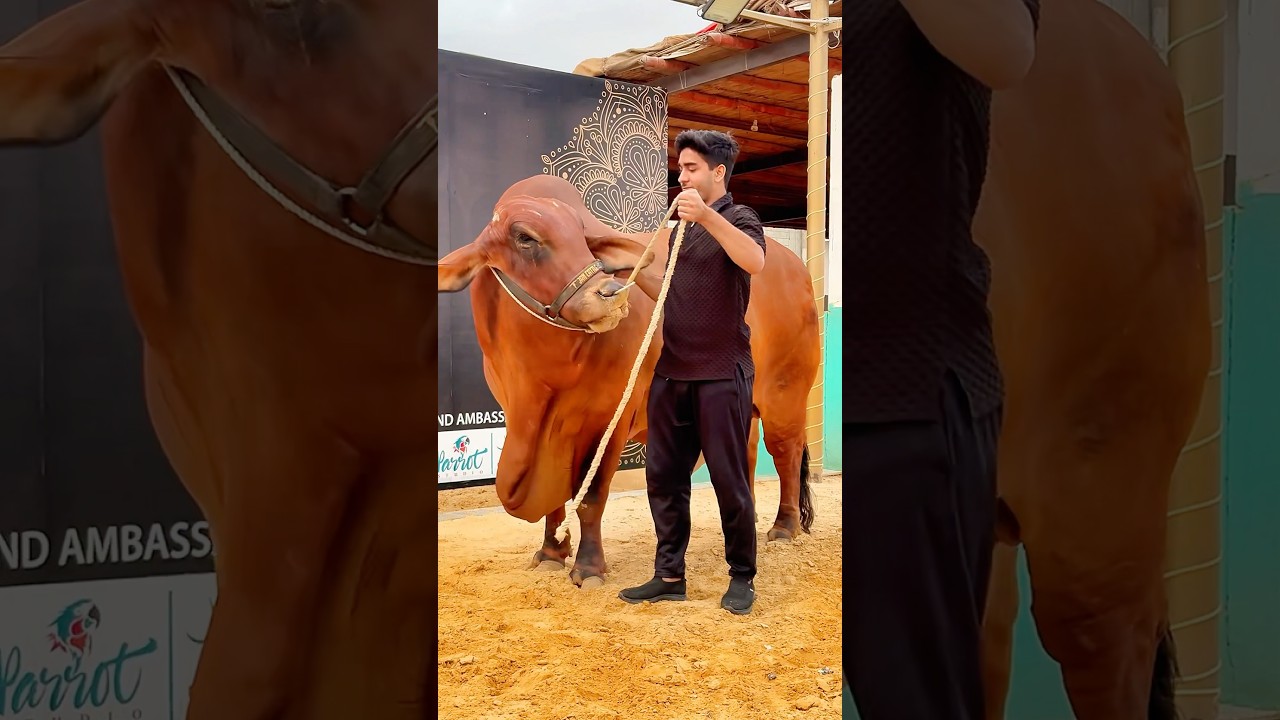 Mashallah🥰 🥀🌹🕋#cow #qurbani2026  #eid#bakra #animals #camel #bakraeid #eiduladha