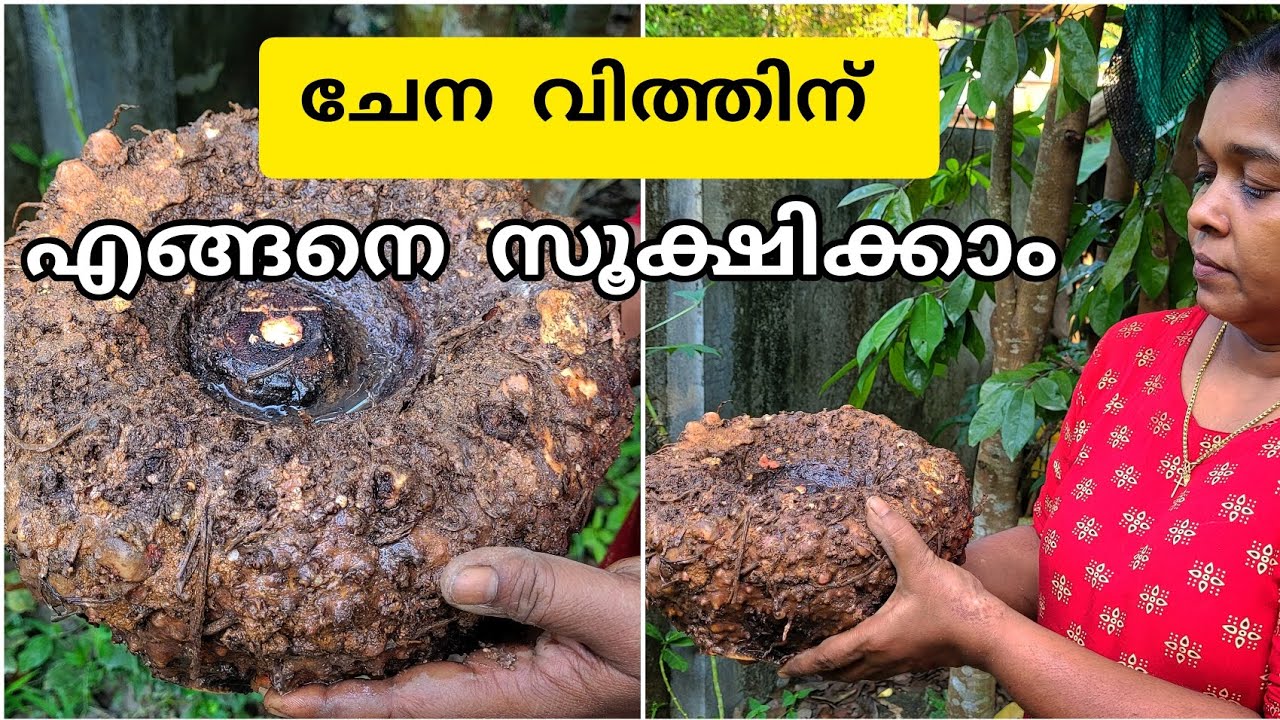 ഞാൻ ചെയ്യുന്നത് |ചേന വിത്തിന് സൂക്ഷിക്കുന്ന ശരിയായ രീതി|Elephant foot yam