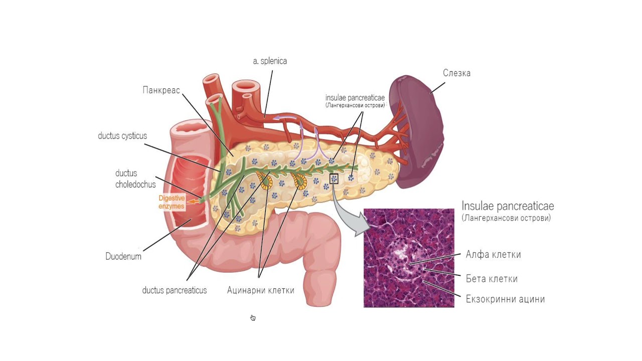Панкреас – Pancreas (9:57) ┃teoriyata.com
