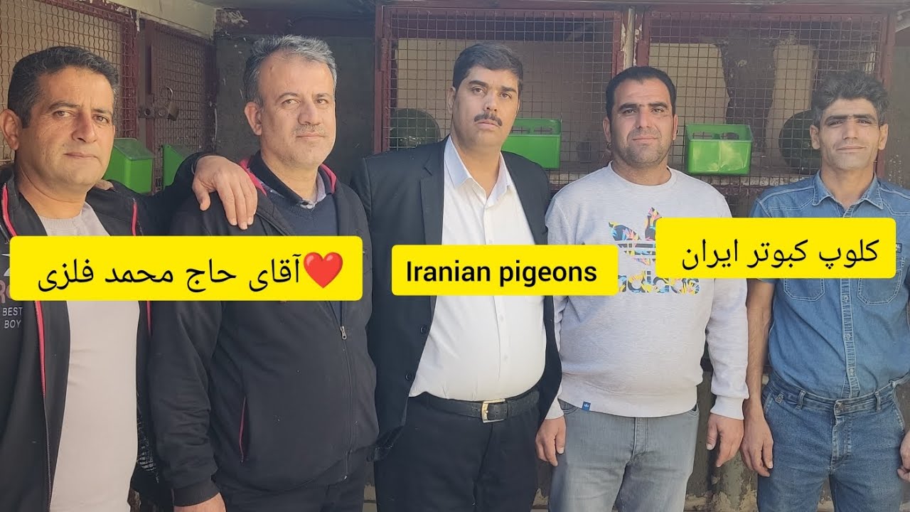 ❤️۱۳ دی ماه  ۱۴۰۲ گزارش از بوم  آقای حاج محمد فلزی  از کاشان Iranian high flyers pigeon
