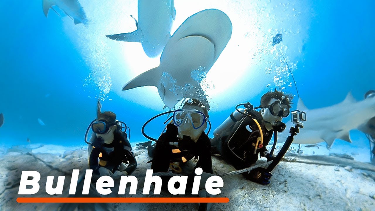 Bullenhaie zum Greifen nah in Playa del Carmen | Haifütterung  (Mexiko)