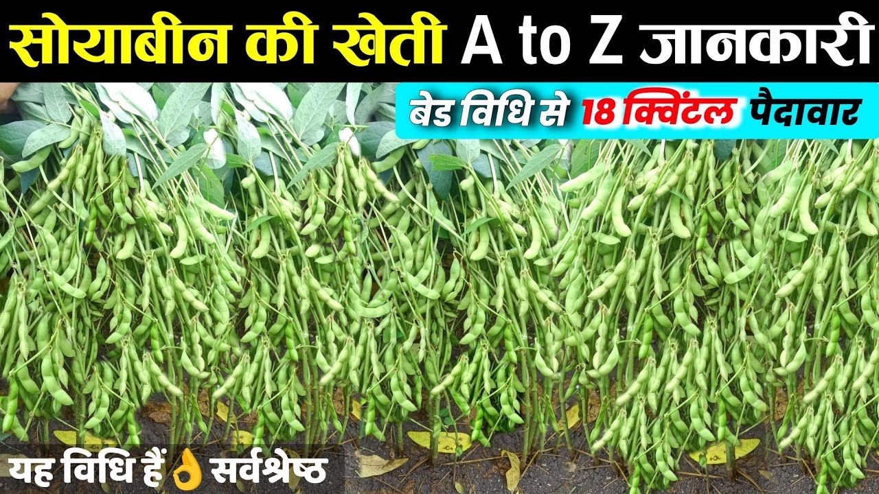 2025 Me Soybean ki kheti🌱सोयाबीन की खेती🌱Soyabean ki kheti
