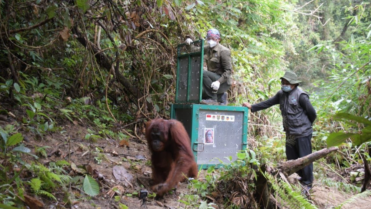 BKSDA KALTENG MELEPASLIARKAN 8 INDIVIDU ORANGUTAN