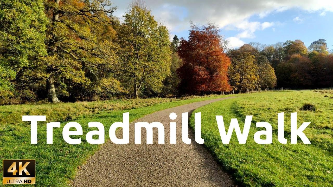 Autumn Forest Treadmill Walk Scenic Nature Trail for Indoor 40 Min Exercise 4K UHD