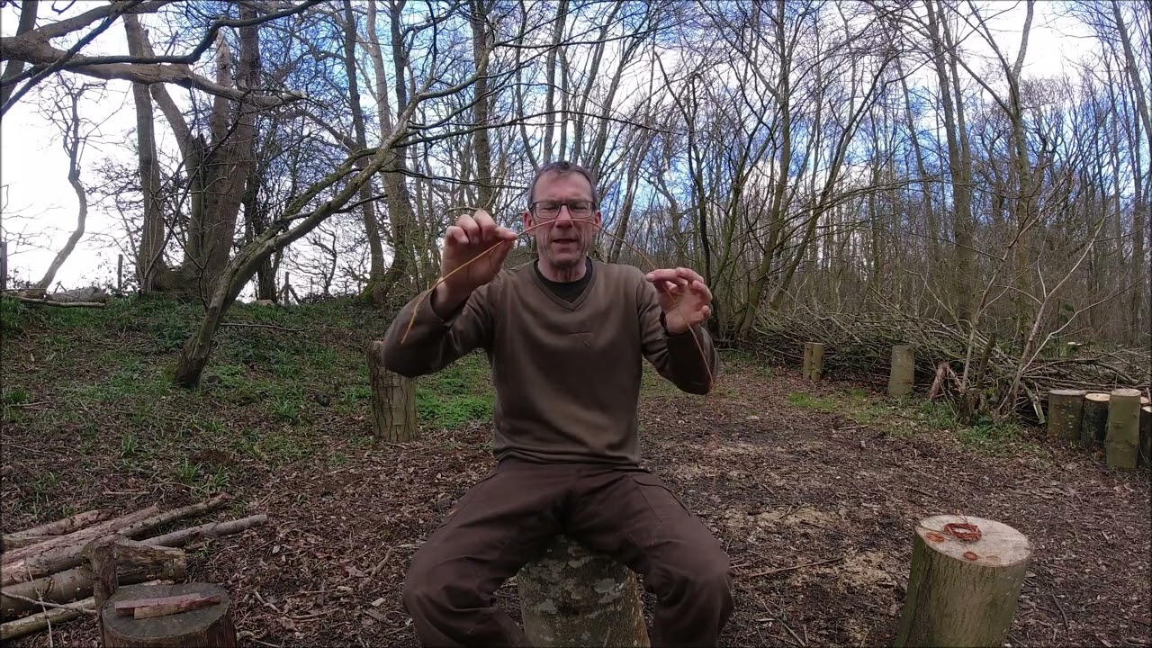 Preparing spruce roots for cordage