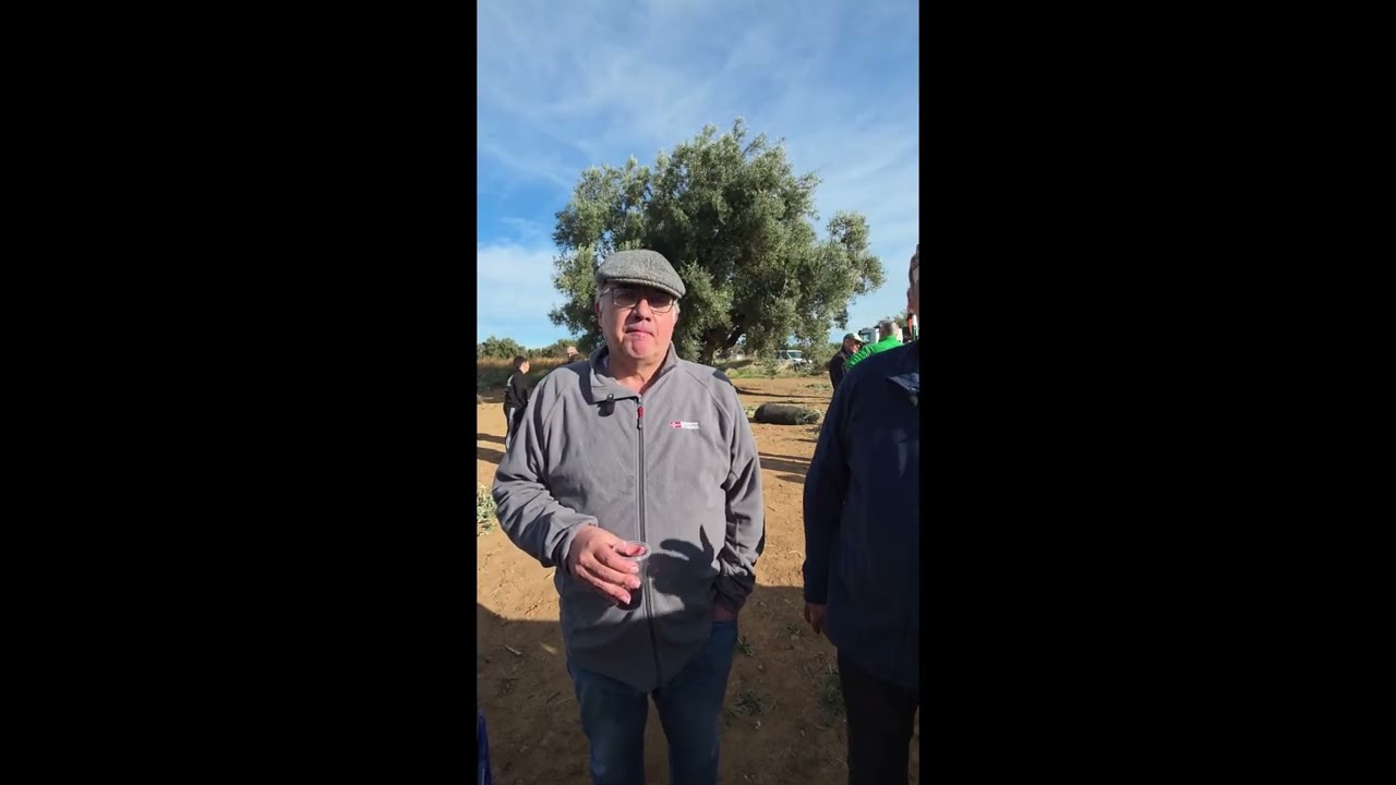 Jornada festiva en torno a la Olivera del Pitongo. Calanda, 2025
