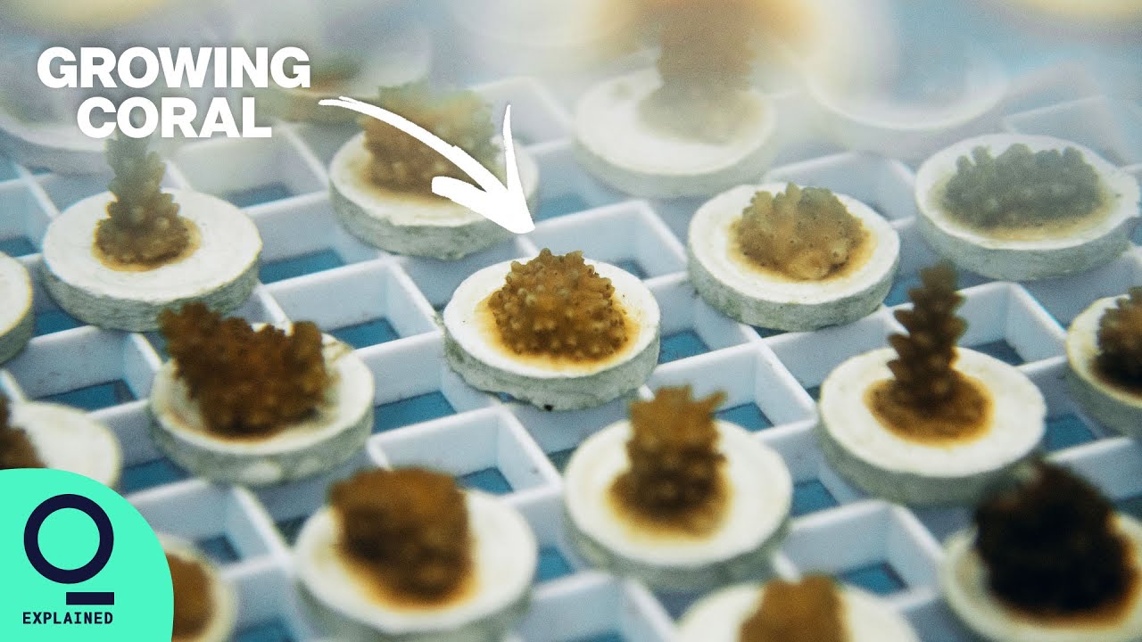 Growing Coral to Repopulate Dying Reefs