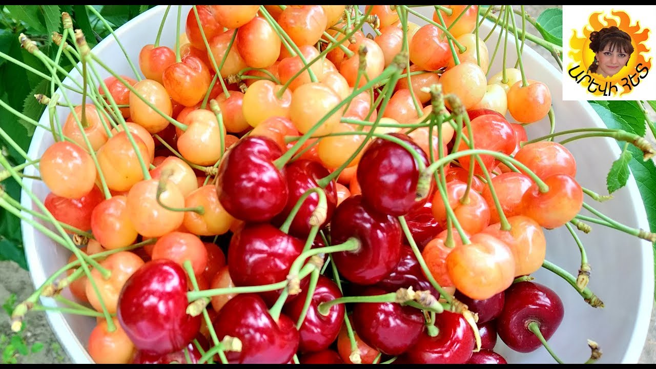 Գիլասի կամ կեռասի չիր։Сухофрукт из Черешни.Dried fruit from Cherry