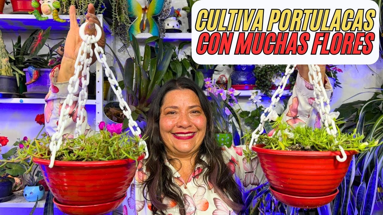 Como cultivar portulacas para que tengan flores y muchas hojas