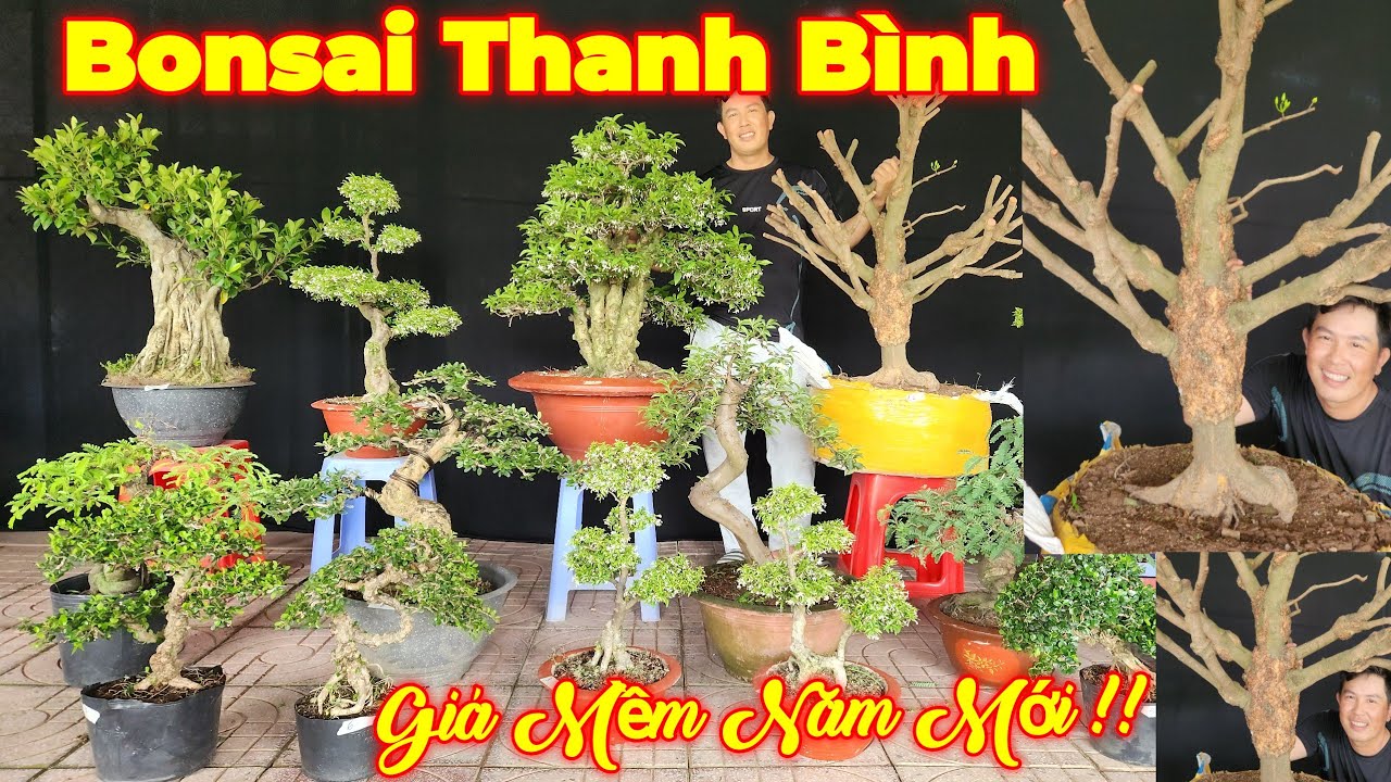 THANH BÌNH | #0939442212 | MAI XÙ ĐỘC ĐẸP, MCT KIM GIÒN, ỔI TÀU, SAM TRÁI, LINH SAM, ME, DÂU TẮM, SI
