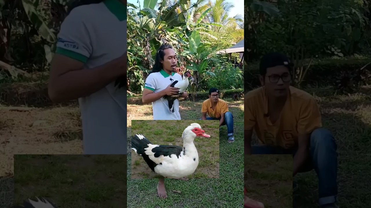 ENTOG TERBANG