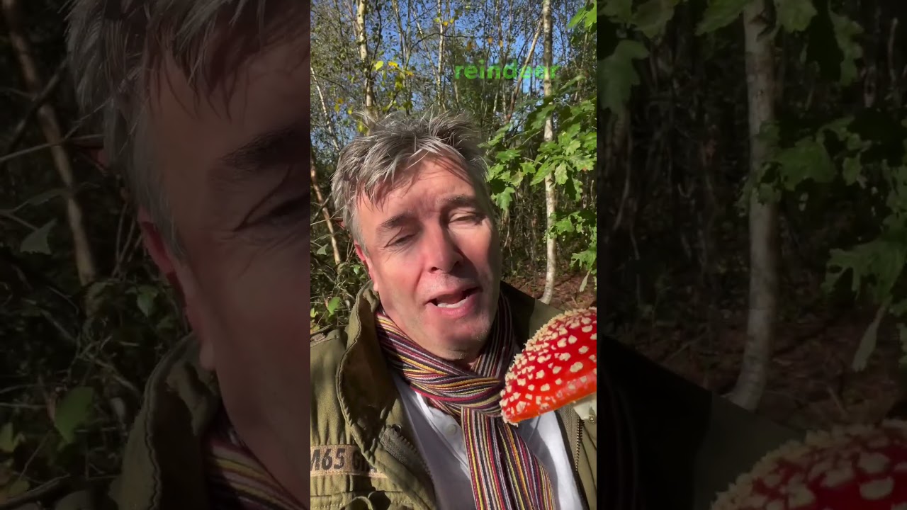 The Mystical World of Amanita Muscaria: Fly Agaric's Secrets