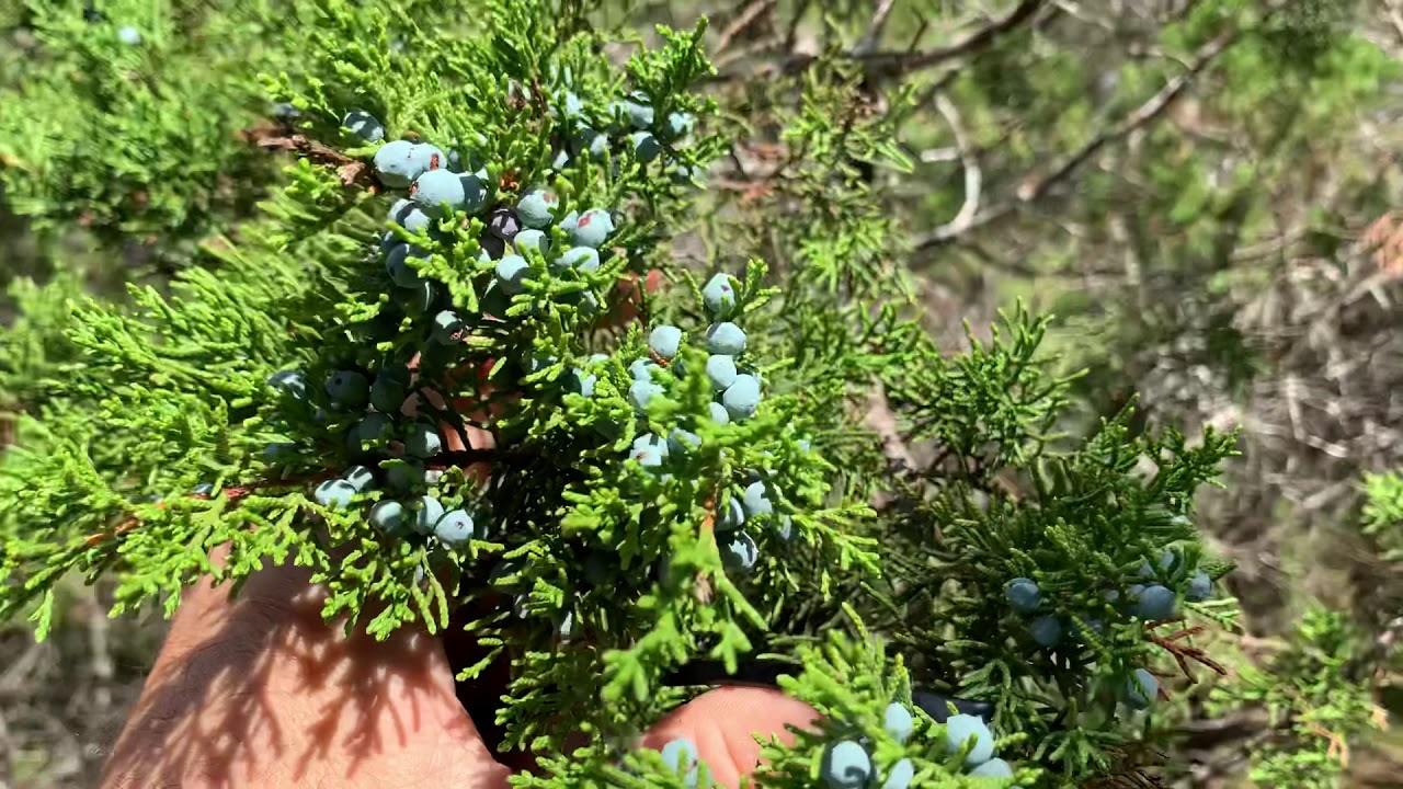 Juniper Berries