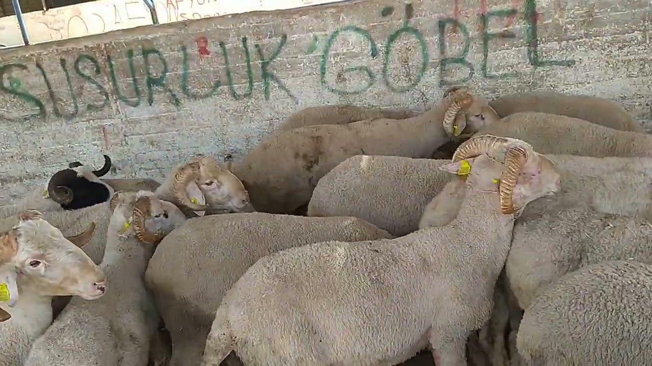 Kurban Pazarı Bursa Alaaddinbey 2024 / OAÇ TV / #kurbanlıkfiyatları #kurbanlıksatışı #kurban