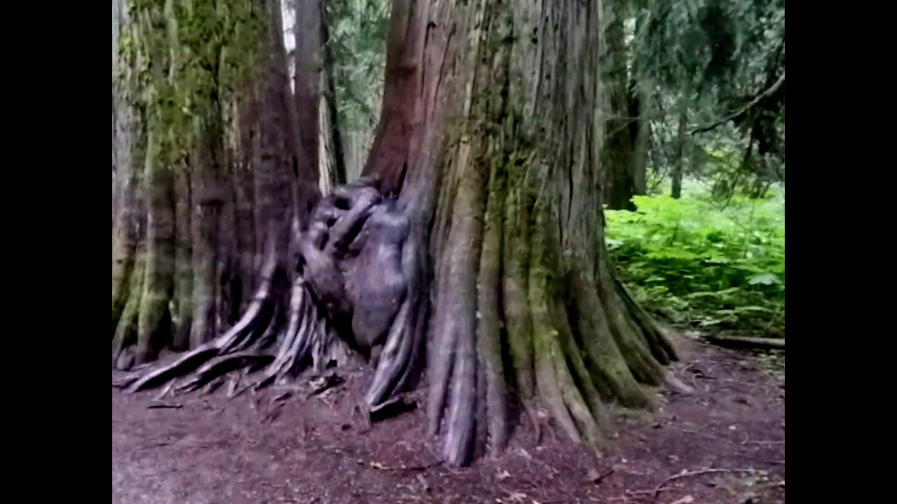 Ross Creek Cedars - Kootenai National Forest Part 1 of 2
