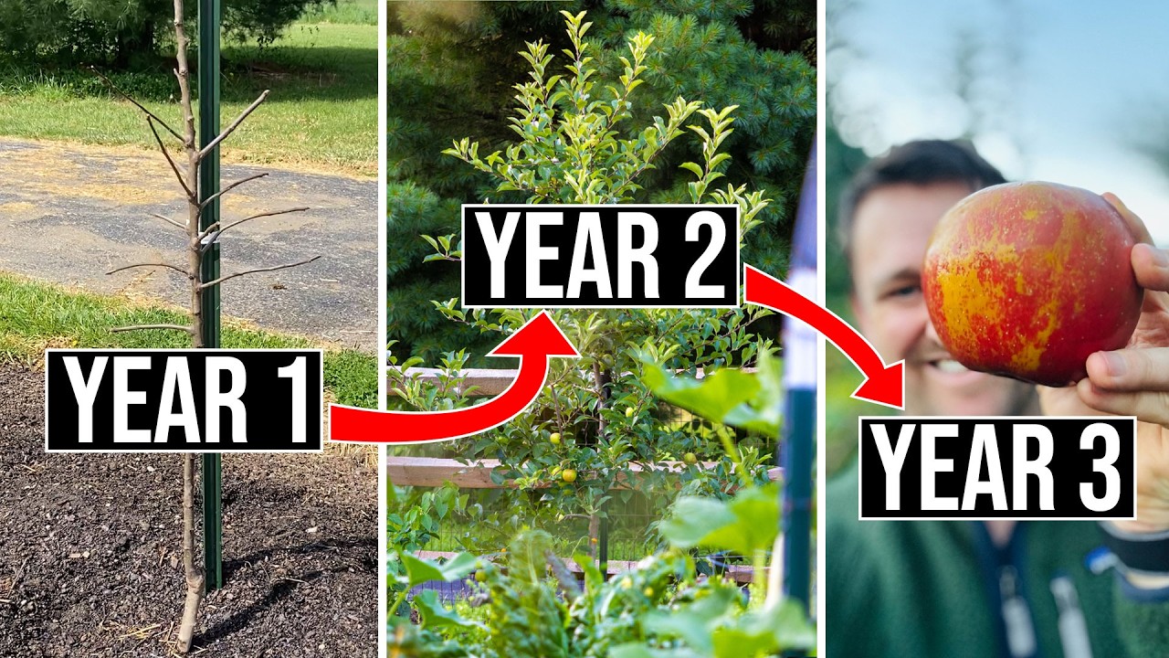 How to Prune Apple Trees for Future Growth