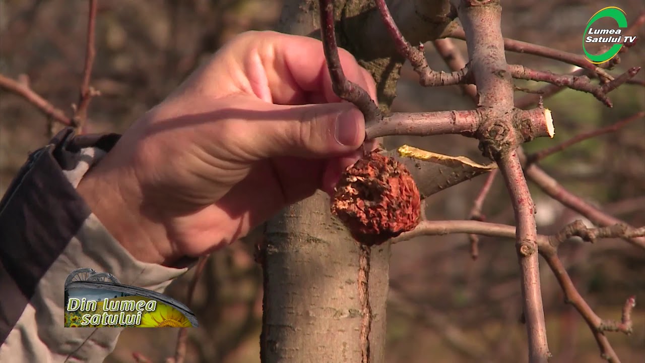 Reguli de aur pentru tăierile de fructificare