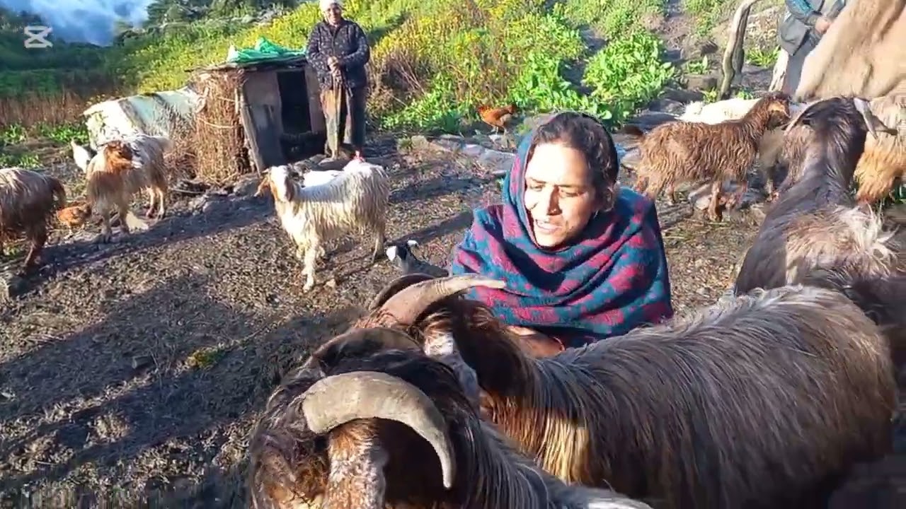 🙏यो सुन्दर थाउ को भर्मन अनि रमाईलो रमाईलो थाउ अनि  धोर्पातन को आस्पास रहेको हिमाली भाग हरु🇳🇵🎆♥️