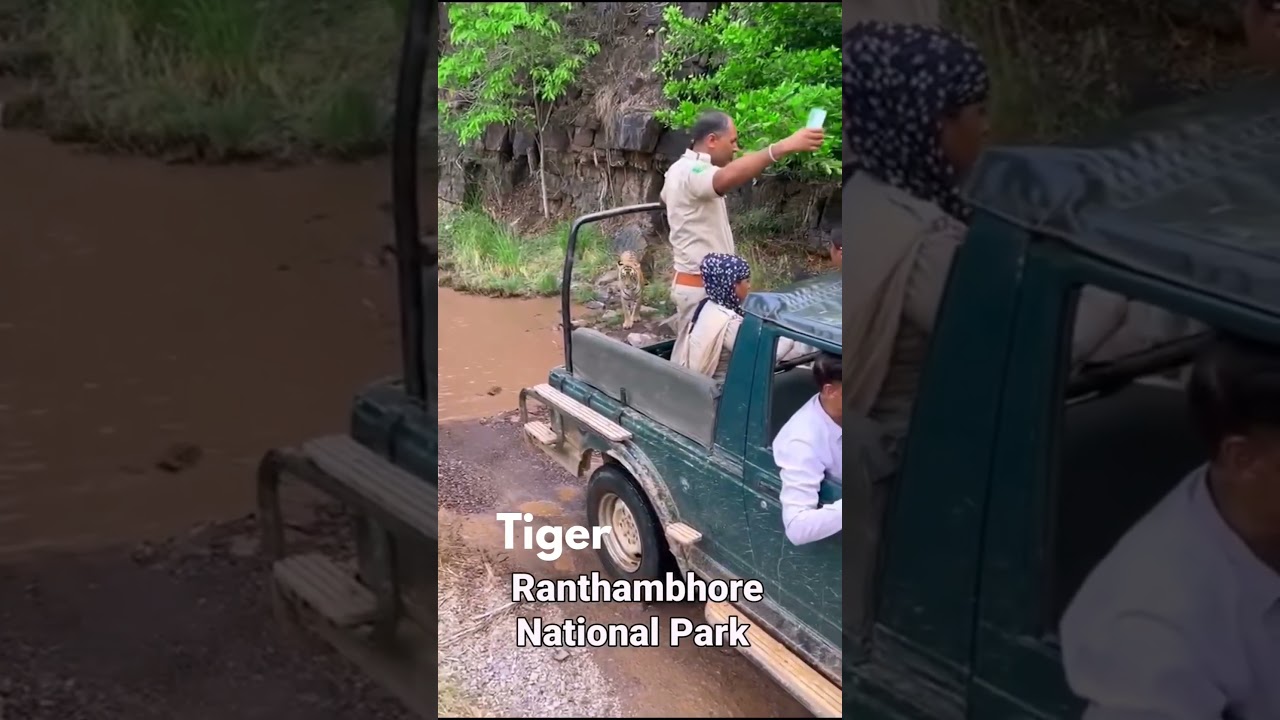 Ranthambore National Park main tiger #ranthambhore #animals #ranthamborenationalpark
