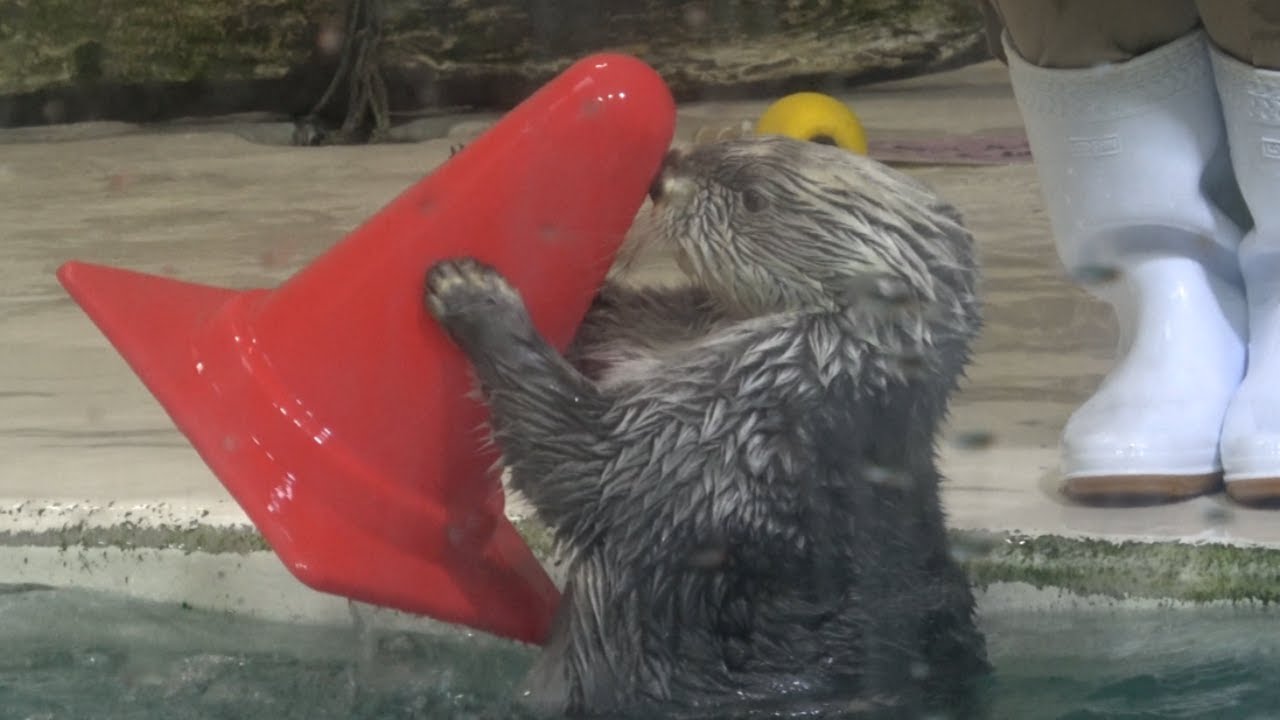 【ラッコ】キラちゃんパイロン回し いつもより多く回しております