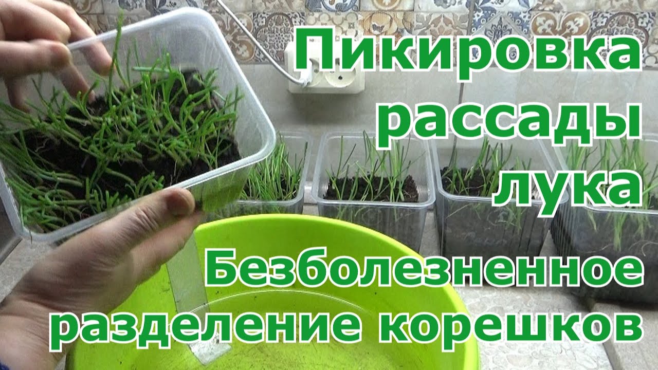 Выращивание лука из семян. Пикировка рассады лука. Два способа пикировки лука в ячейки и стаканчики