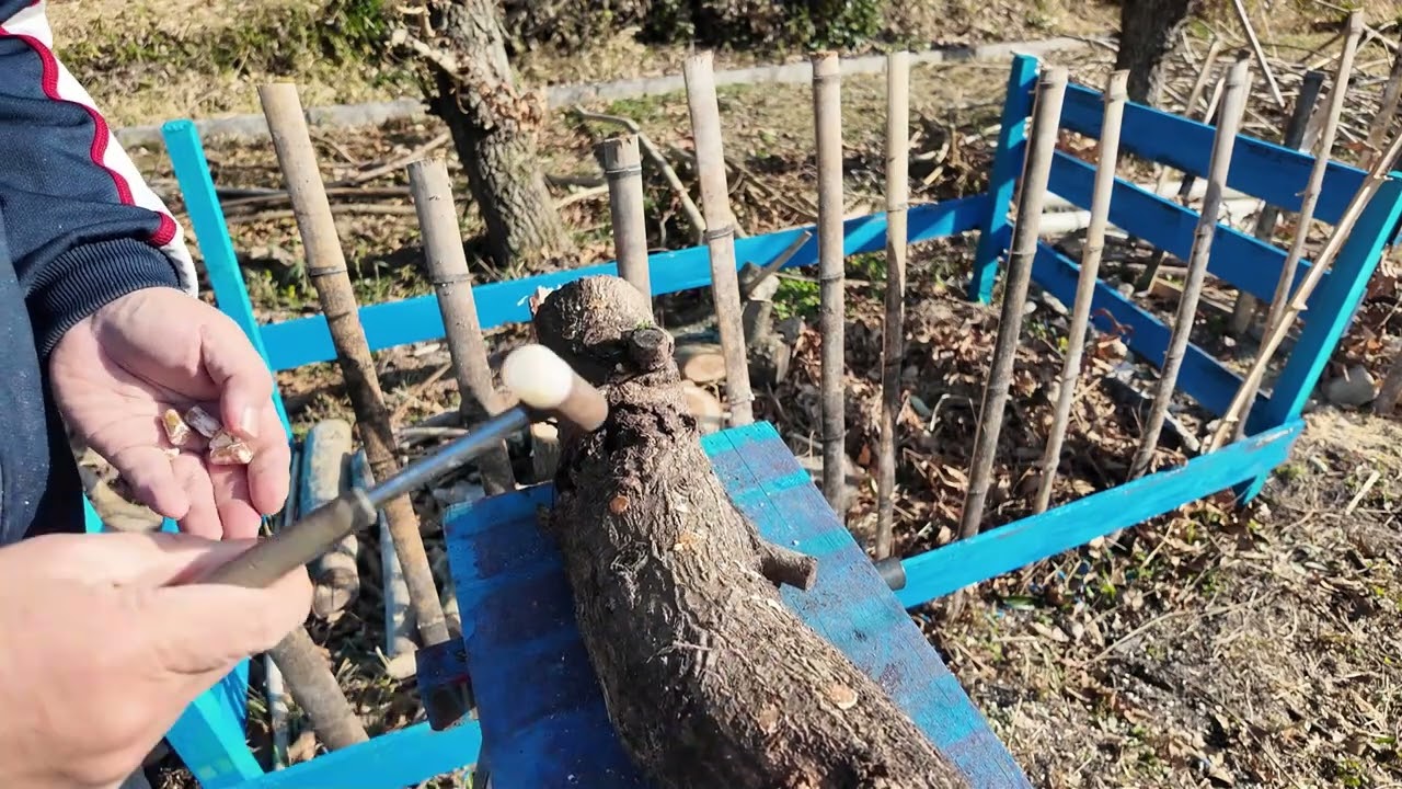 2026シイタケのコマ打ち①　ブラック＆デッカーインパクトドライバー、100均金づち、森のきのこ　シイタケ菌　くぬぎの木を使用