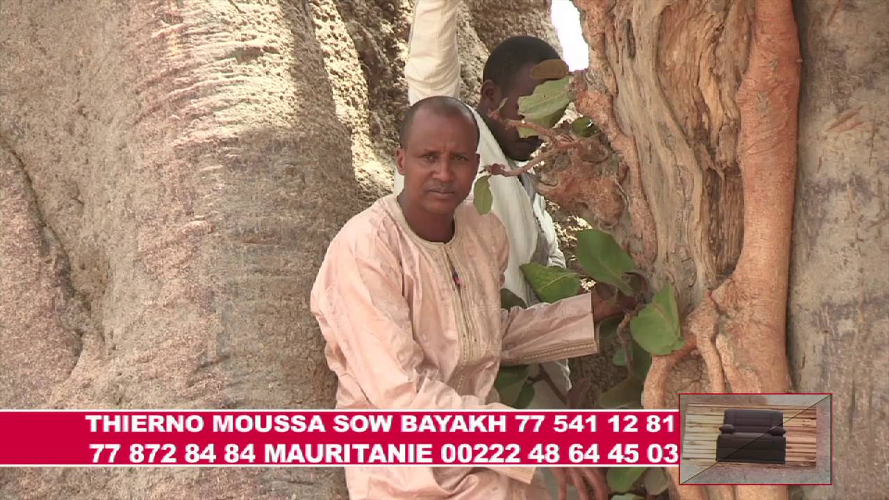THIERNO MOUSSA SOW: l'arbre qui tue