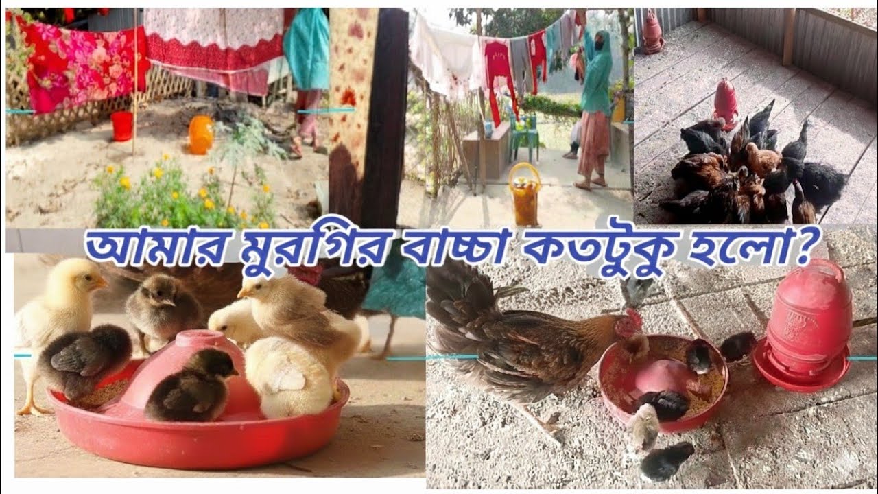 মুরগির বাচ্চার যত্ন ও গ্রামের সাধারণ জীবনযাপন।Rukhsana home journey. 