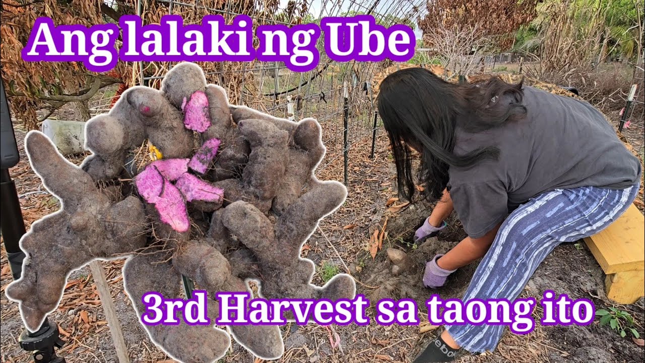 More Ube o Purple yam