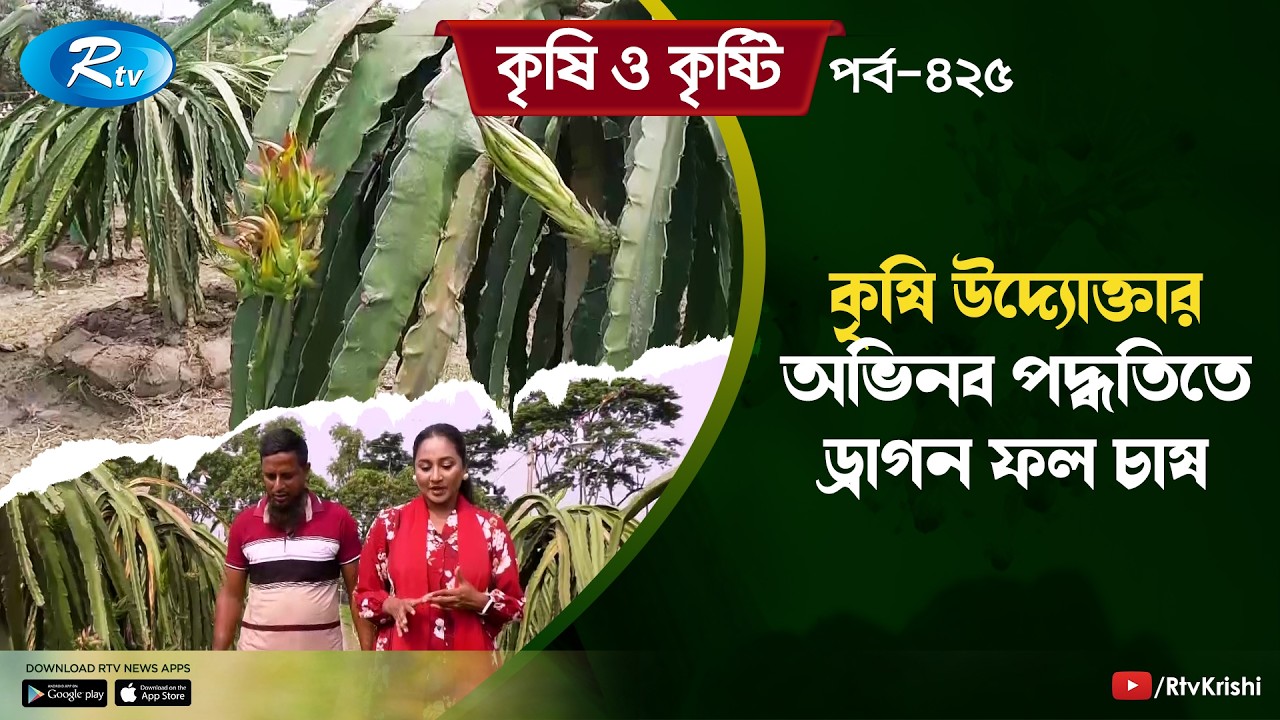 কৃষি উদ্যোক্তার অভিনব পদ্ধতিতে ড্রাগন ফল চাষ | Krishi O Kristi | কৃষি ও কৃষ্টি | EP-425 | Rtv
