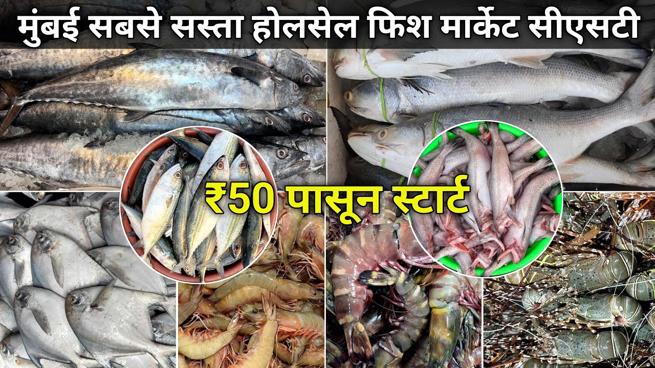 Mumbai Cst Fish Market  Cst Fish Market  Cst Wholesale Fish Market  Wholesale Fish Market In Mumbai
