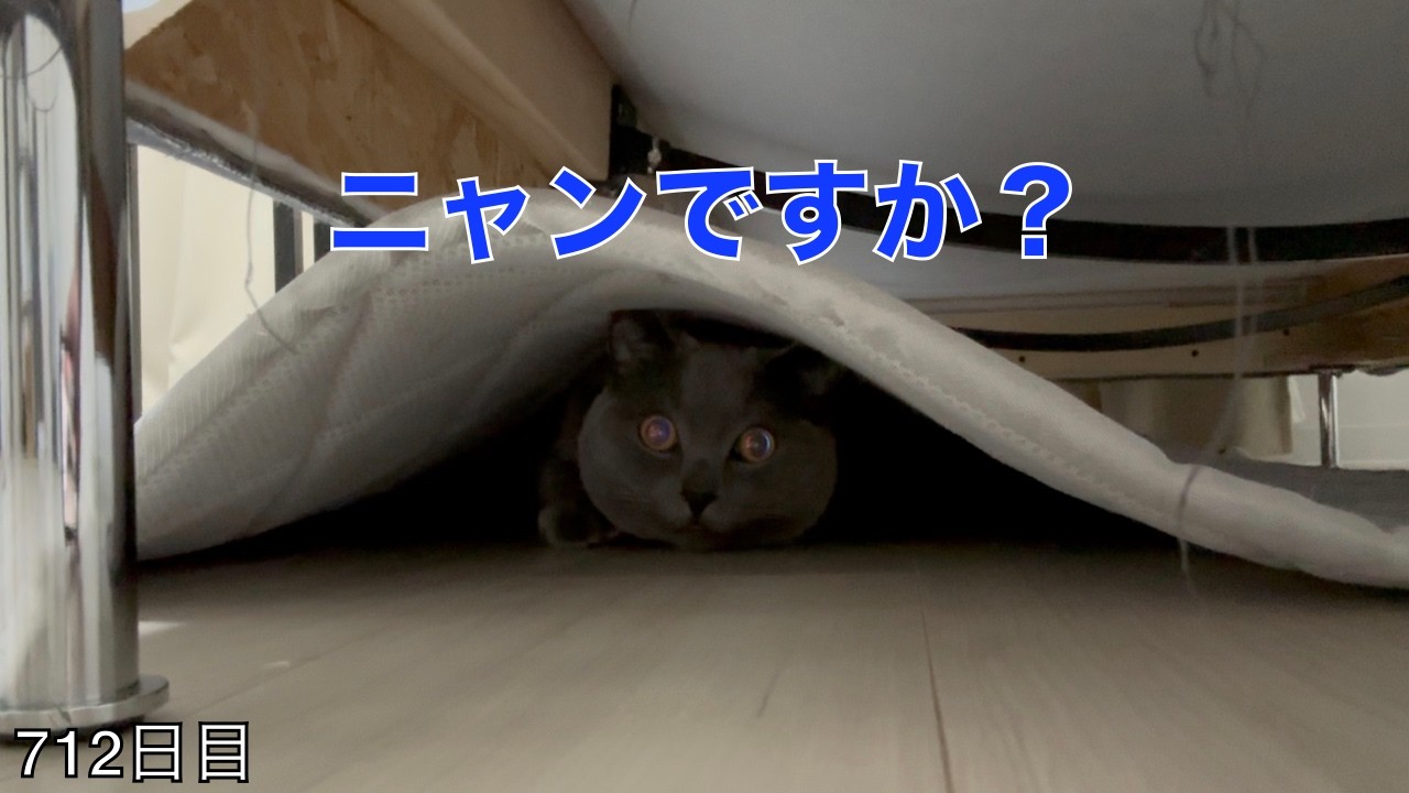 【スコ猫トト君】潜ったらダメですって•••