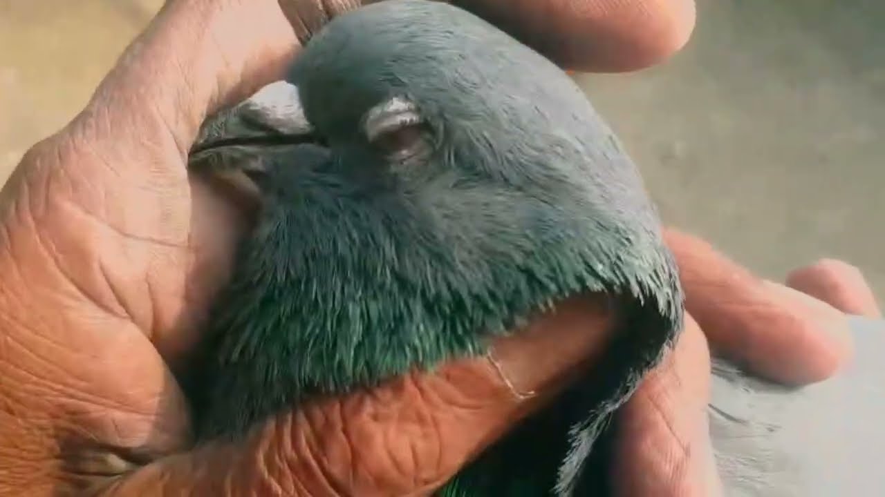 ہرا کبوتر اپنی اصلی حالت میں لیاقت شیخ کی چھت کا ماشاءاللہ 