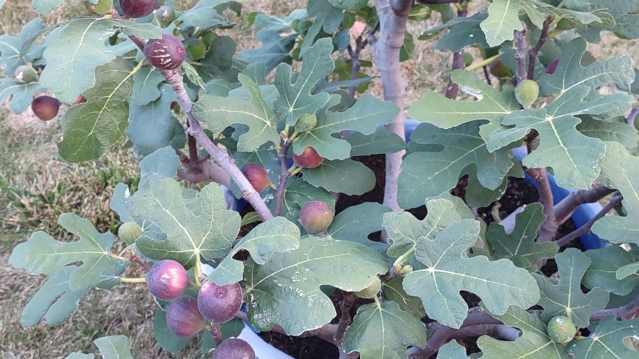 Harvesting figs from our Chicago Hardy fig mother tree(从芝加哥耐寒无花果母亲树上采摘无花果)Sept. 11, 2024#gardening