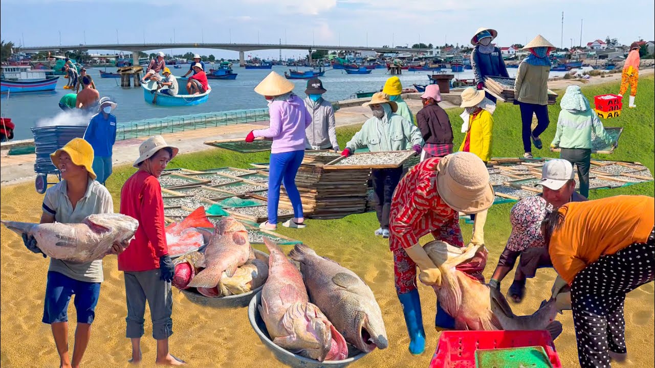 Ghe Câu Trúng Ổ Cá Mú Khủng Ở Ninh Chử Ninh Thuận║Chợ Hải Sản Bán Lẻ Lớn Nhất Ninh Thuận Có Gì