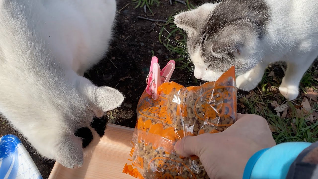猫たちも餌に対して贅沢になっているようです？