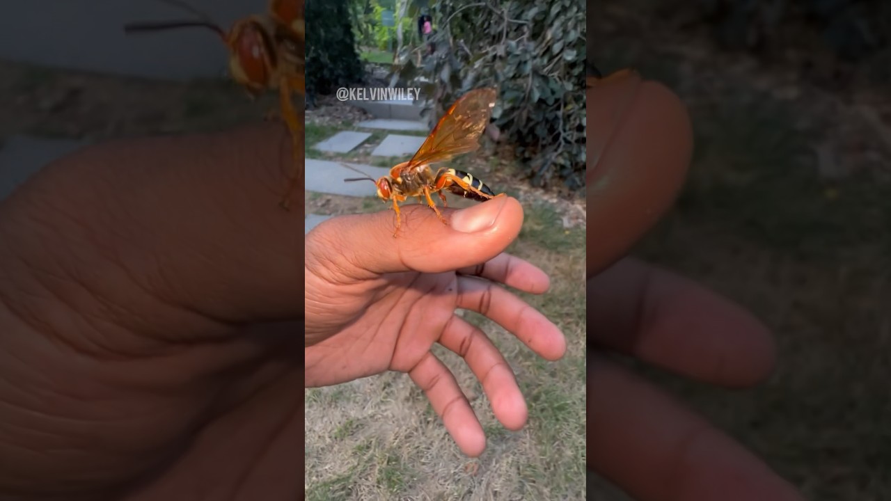 Big female Eastern Cicada Killer that I found! #wasp #insects #bug #spiders #tarantula #fyp