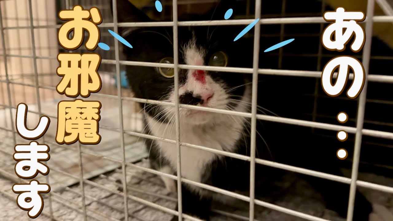 家の前をうろちょろしてた黒白猫…ついに保護しました。