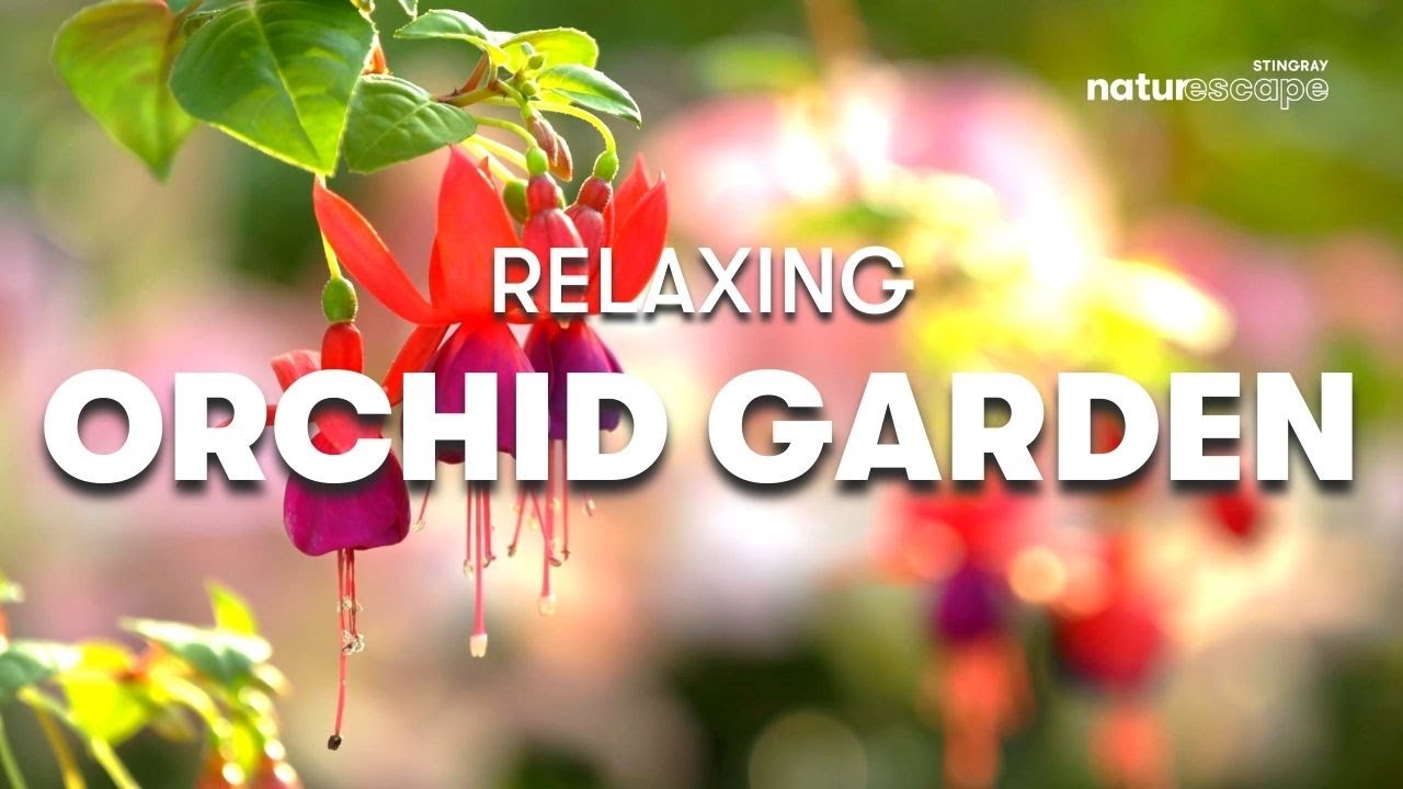 RELAXING ORCHARD GARDEN 4K | 1 HOUR OF RELAXING NATURE BACKGROUND SOUNDS