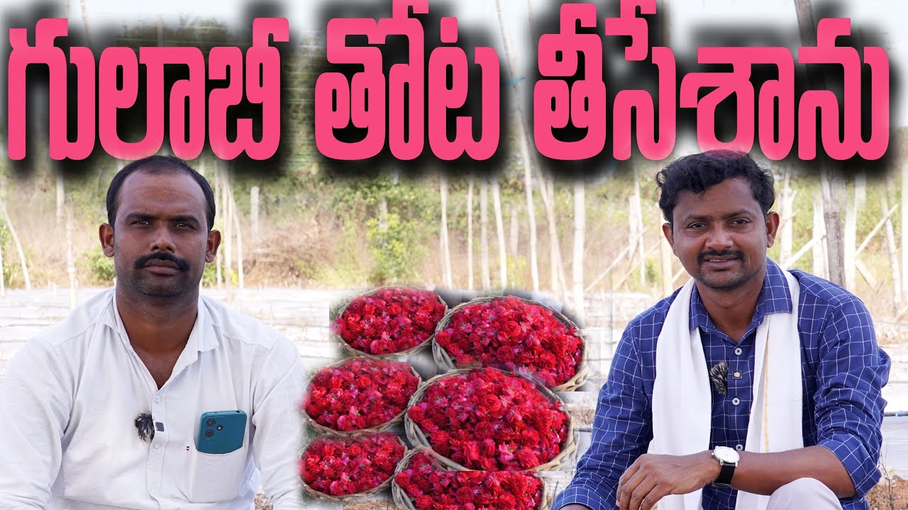Arka Savi I have planted a rose garden | Rose Cultivation