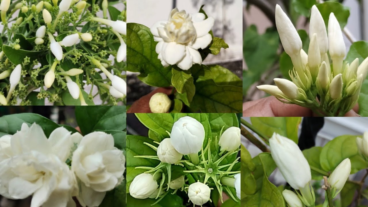 12  வகையான மல்லிகை பூச்செடிகள் என்னுடைய மாடித்தோட்டத்தில் / #gardening #garden